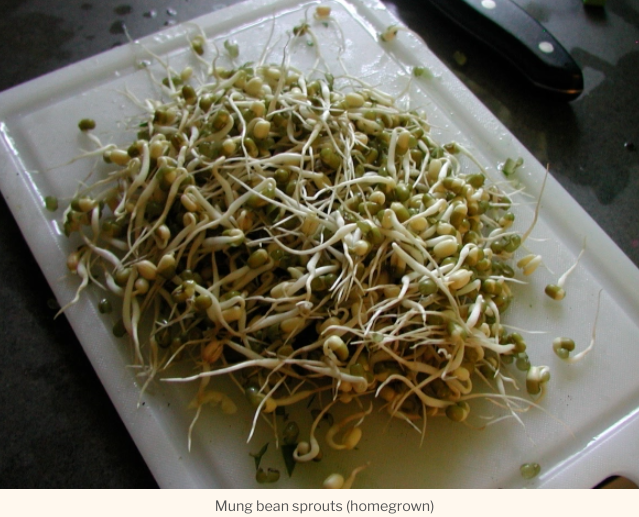 Mung bean sprouts (easy to do at home!)